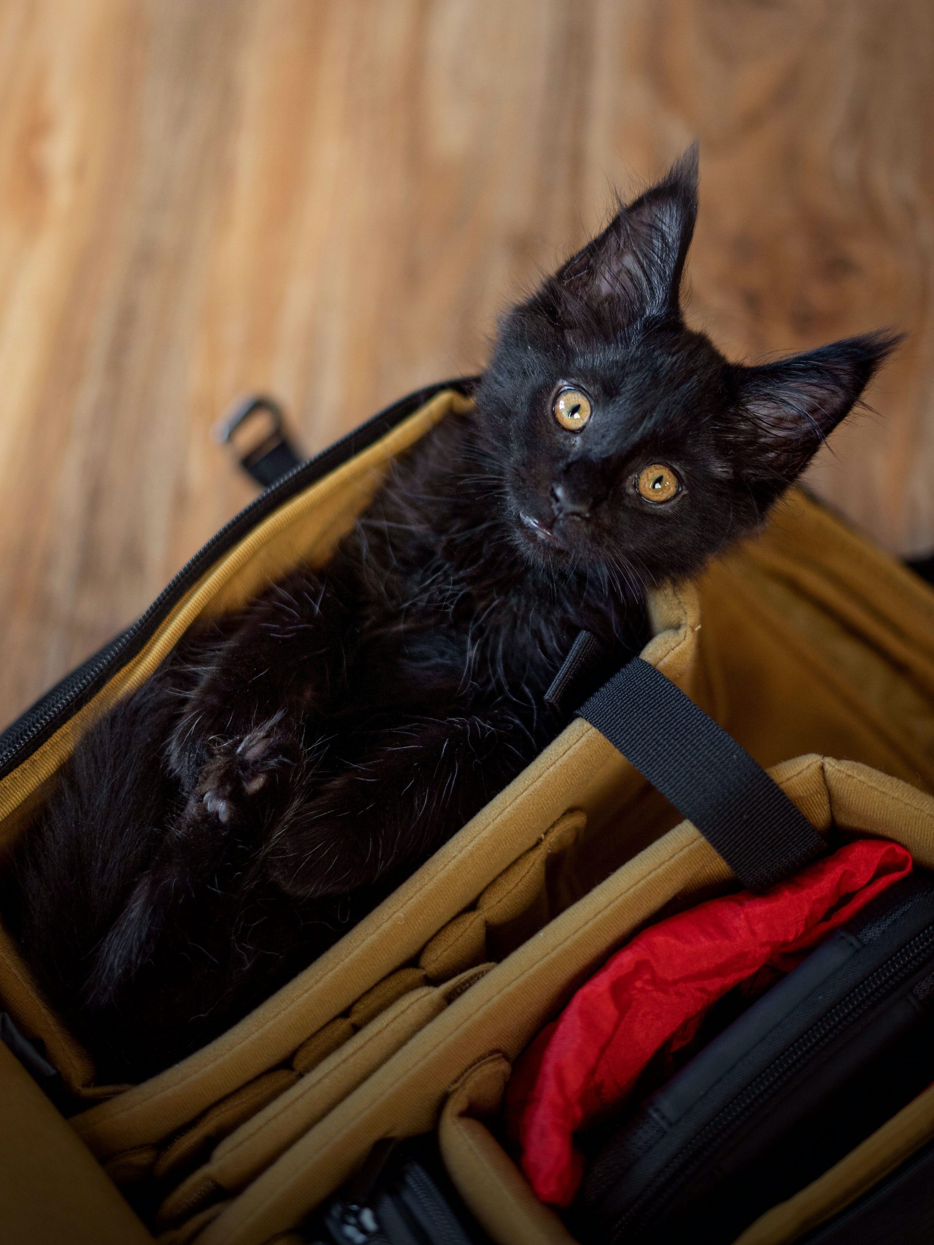 What is in my camera bag