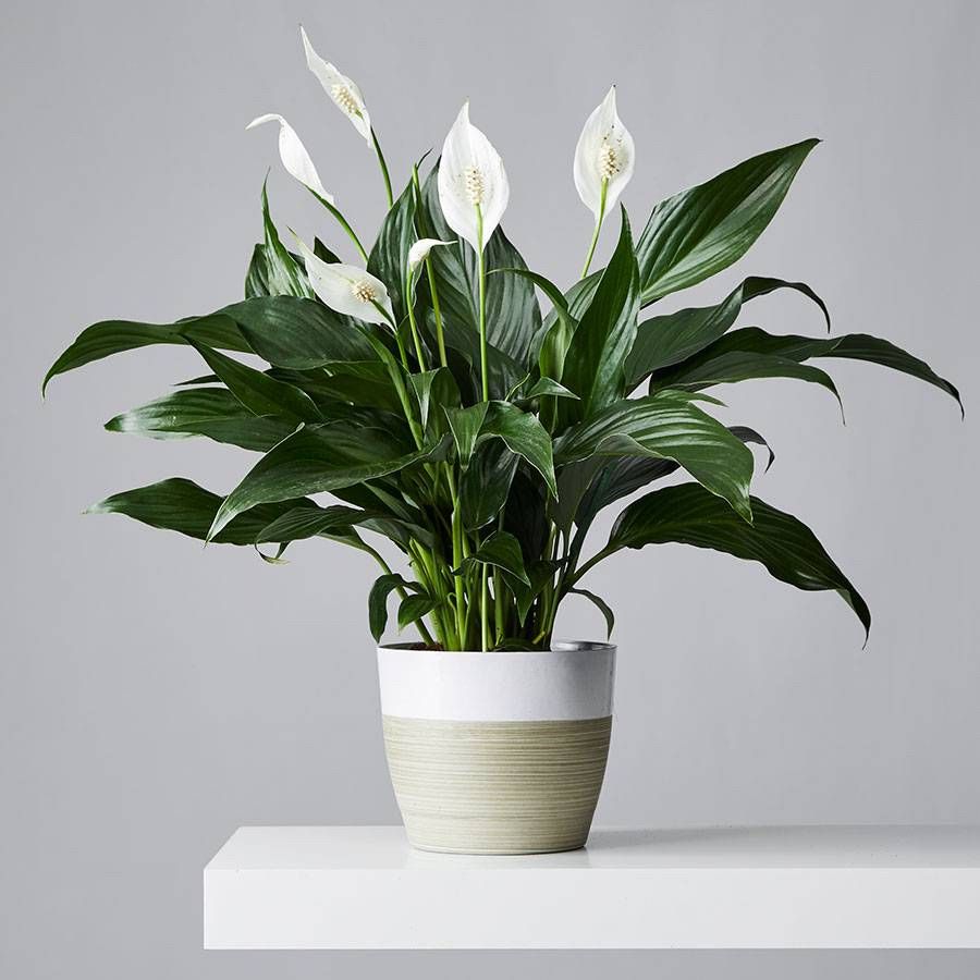 kinds of house plants