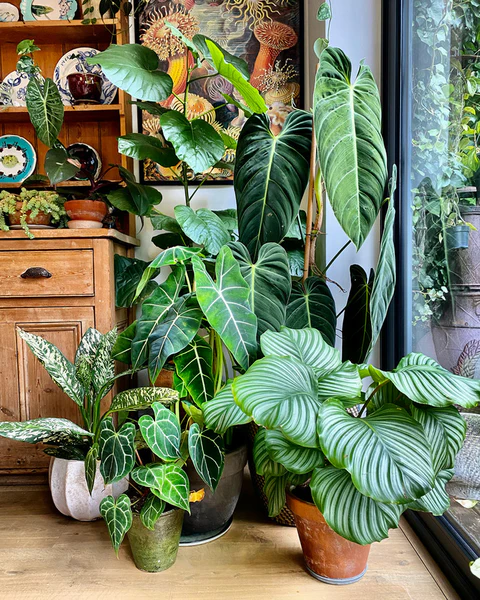 The Health Benefits of House Plants | Kinds of House Plants to Better your Health