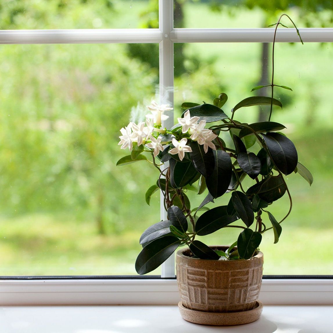 health benefits of house plants