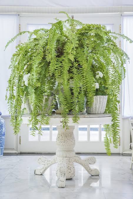 health benefits of house plants