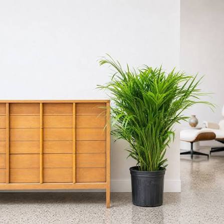 kinds of house plants