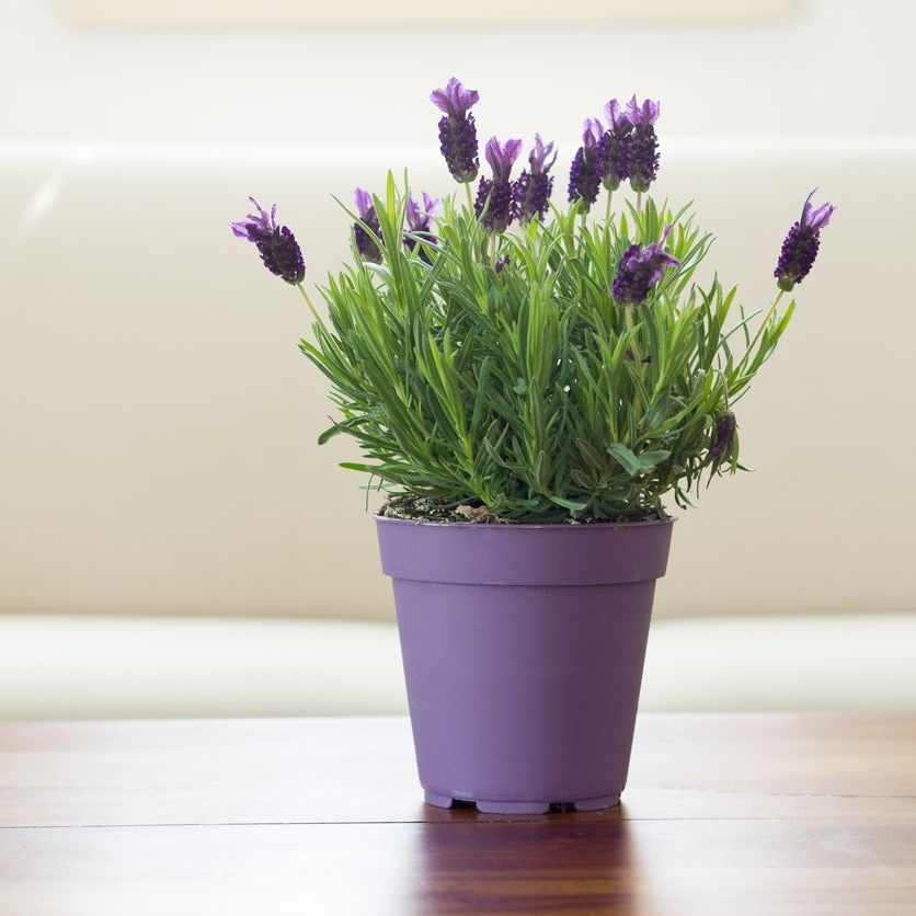  kinds of house plants